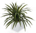 Artificial 2ft 1" Yucca Plant